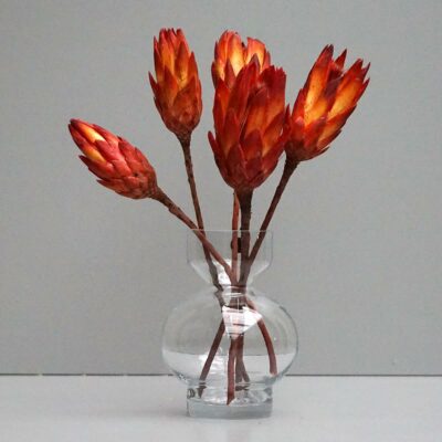 Protea, rød. 5 stk. Protea, rød. 5 stk.