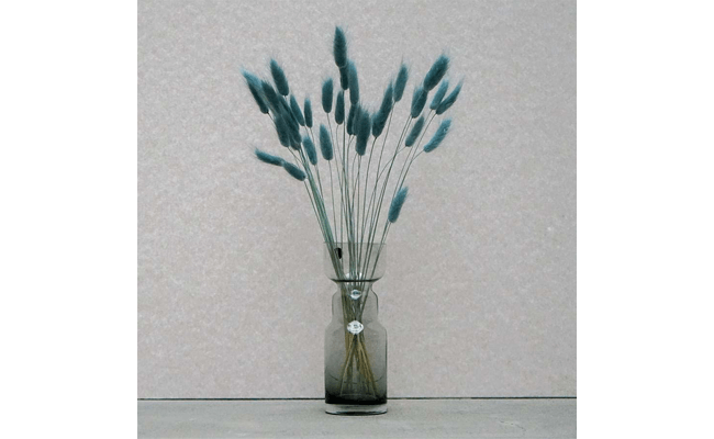 Tørrede-Blomster---Lagurus,-Blågrøn tørrede blomster dekorationer