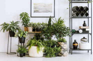 stueplanter