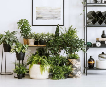 stueplanter